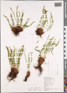 Woodsia glabella R.Br., Siberia, Baikal & Transbaikal region (S4) (Russia)