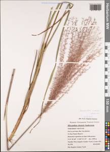 Miscanthus sinensis Andersson, South Asia, South Asia (Asia outside ex-Soviet states and Mongolia) (ASIA) (Vietnam)