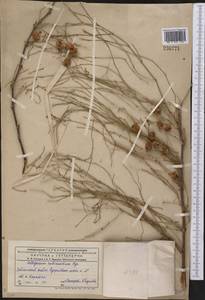 Calligonum rubicundum Bunge, Middle Asia, Muyunkumy, Balkhash & Betpak-Dala (M9) (Kazakhstan)