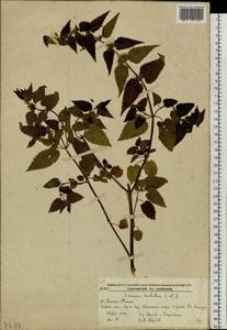 Lamium album subsp. barbatum (Siebold & Zucc.) Mennema, Siberia, Russian Far East (S6) (Russia)
