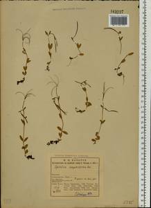 Epilobium anagallidifolium Lam., Eastern Europe, Northern region (E1) (Russia)