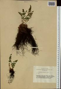 Woodsia ilvensis (L.) R. Br., Siberia, Altai & Sayany Mountains (S2) (Russia)