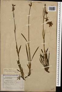Viscaria vulgaris Röhl., Caucasus, Stavropol Krai, Karachay-Cherkessia & Kabardino-Balkaria (K1b) (Russia)