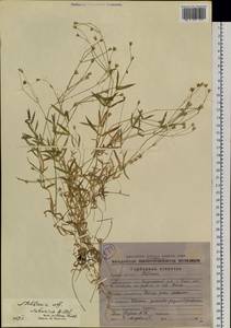 Stellaria davurica D. F. K. Schltdl., Siberia, Chukotka & Kamchatka (S7) (Russia)
