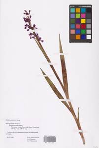 Anacamptis palustris (Jacq.) R.M.Bateman, Pridgeon & M.W.Chase, Eastern Europe, Central forest-and-steppe region (E6) (Russia)