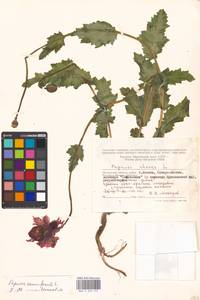 Papaver somniferum L., Eastern Europe, Moscow region (E4a) (Russia)