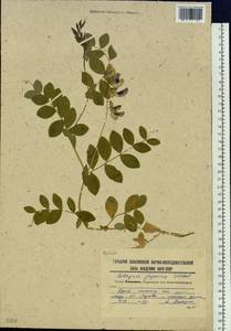Lathyrus japonicus Willd., Siberia, Russian Far East (S6) (Russia)