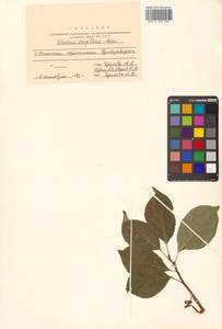 Celastrus orbiculatus Thunb., Siberia, Russian Far East (S6) (Russia)