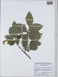 Salix hastata × jenisseensis, Siberia, Central Siberia (S3) (Russia)