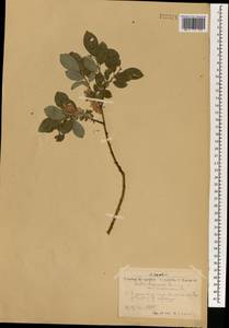 Salix bebbiana Sarg., Mongolia (MONG) (Mongolia)