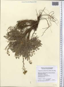 Tanacetum achilleifolium (M. Bieb.) Sch. Bip., Middle Asia, Caspian Ustyurt & Northern Aralia (M8) (Kazakhstan)