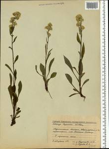 Solidago virgaurea subsp. lapponica (With.) Tzvelev, Eastern Europe, Northern region (E1) (Russia)