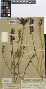 Delphinium albomarginatum Simonova, Middle Asia, Western Tian Shan & Karatau (M3) (Kazakhstan)