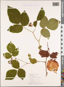 Rubus hirtus Waldst. & Kit., Caucasus, Black Sea Shore (from Novorossiysk to Adler) (K3) (Russia)