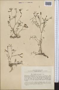Astragalus juratzkanus subsp. juratzkanus, Middle Asia, Syr-Darian deserts & Kyzylkum (M7) (Uzbekistan)