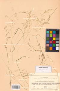 Agrostis stolonifera L., Siberia, Russian Far East (S6) (Russia)