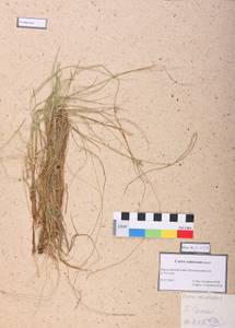 Carex canescens subsp. canescens, Siberia, Altai & Sayany Mountains (S2) (Russia)