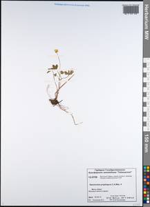 Ranunculus propinquus C. A. Mey., Siberia, Central Siberia (S3) (Russia)