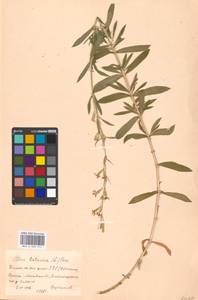 Silene tatarica (L.) Pers., Eastern Europe, Moscow region (E4a) (Russia)