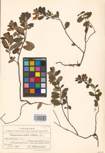 Vaccinium vitis-idaea L., Eastern Europe, Moscow region (E4a) (Russia)