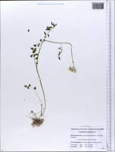 Cardamine pratensis L., Eastern Europe, Moscow region (E4a) (Russia)