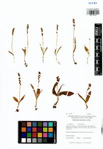 Herminium monorchis (L.) R.Br., Siberia, Baikal & Transbaikal region (S4) (Russia)