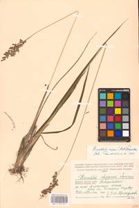 Anthoxanthum repens (Host) Veldkamp, Eastern Europe, Western region (E3) (Russia)