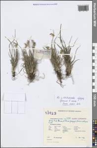 Carex oederi var. oederi, Eastern Europe, Estonia (E2c) (Estonia)