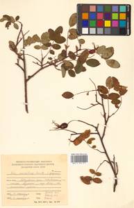 Rosa acicularis Lindl., Siberia, Russian Far East (S6) (Russia)