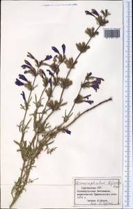 Dracocephalum bipinnatum Rupr., Middle Asia, Northern & Central Tian Shan (M4) (Kyrgyzstan)