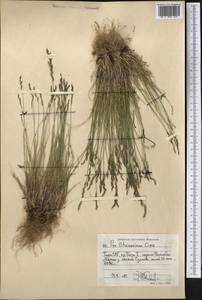 Poa glauca subsp. glauca, Middle Asia, Pamir & Pamiro-Alai (M2) (Tajikistan)