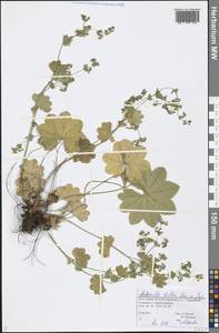 Alchemilla baltica Sam. ex Juz., Eastern Europe, Northern region (E1) (Russia)