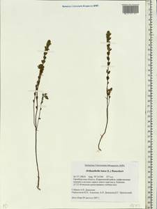 Odontites luteus (L.) Clairv., Eastern Europe, Eastern region (E10) (Russia)