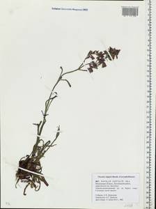 Viscaria vulgaris Röhling, Eastern Europe, Moscow region (E4a) (Russia)