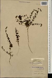 Kickxia elatine (L.) Dumort., Caucasus, Krasnodar Krai & Adygea (K1a) (Russia)