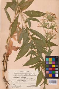 Saponaria officinalis L., Eastern Europe, Central forest-and-steppe region (E6) (Russia)