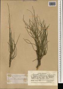 Ephedra equisetina Bunge, South Asia, South Asia (Asia outside ex-Soviet states and Mongolia) (ASIA) (Afghanistan)