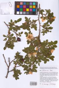 Rosa balsamica Besser, Eastern Europe, North Ukrainian region (E11) (Ukraine)