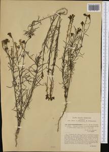Linaria multicaulis subsp. heterophylla (Desf.) D. A. Sutton, Western Europe (EUR) (Italy)