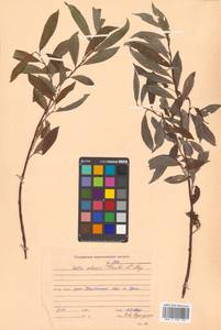 Salix udensis (Wimm.) Trautv. & C. A. Mey., Siberia, Russian Far East (S6) (Russia)