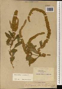 Amaranthus caudatus L., South Asia, South Asia (Asia outside ex-Soviet states and Mongolia) (ASIA) (China)