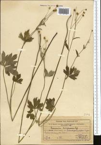 Ranunculus sericeus Banks & Sol., Middle Asia, Western Tian Shan & Karatau (M3) (Uzbekistan)