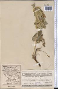 Phlomoides rotala (Schrenk ex Fisch., C.A.Mey. & Avé-Lall.) Salmaki, Middle Asia, Muyunkumy, Balkhash & Betpak-Dala (M9) (Kazakhstan)