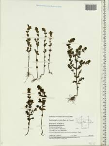 Euphrasia × vernalis List, Eastern Europe, Central region (E4) (Russia)