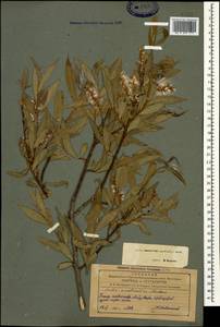 Salix excelsa J.F.Gmel., Caucasus, Azerbaijan (K6) (Azerbaijan)