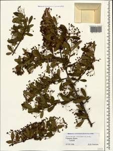 Pyracantha coccinea M. Roem., Crimea (KRYM) (Russia)