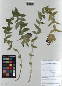 KUZ 000 390, Gentiana septemfida subsp. septemfida, Siberia, Altai & Sayany Mountains (S2) (Russia)