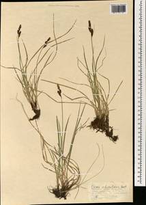 Carex orbicularis Boott, Mongolia (MONG) (Mongolia)