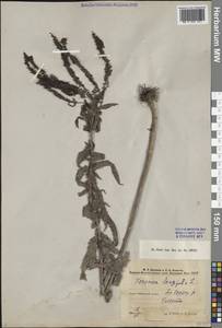 Veronica longifolia L., Middle Asia, Caspian Ustyurt & Northern Aralia (M8) (Kazakhstan)