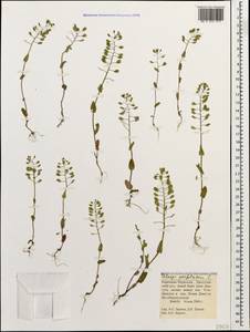 Microthlaspi perfoliatum (L.) F. K. Mey., Caucasus, Stavropol Krai, Karachay-Cherkessia & Kabardino-Balkaria (K1b) (Russia)